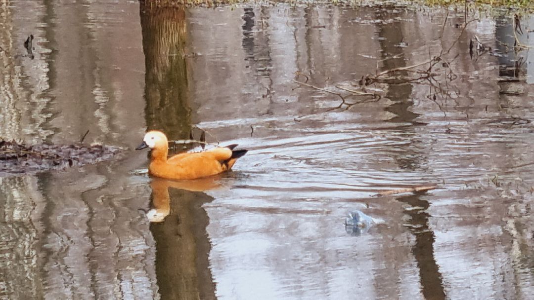 Подмосковье, Ивантеевка, утки