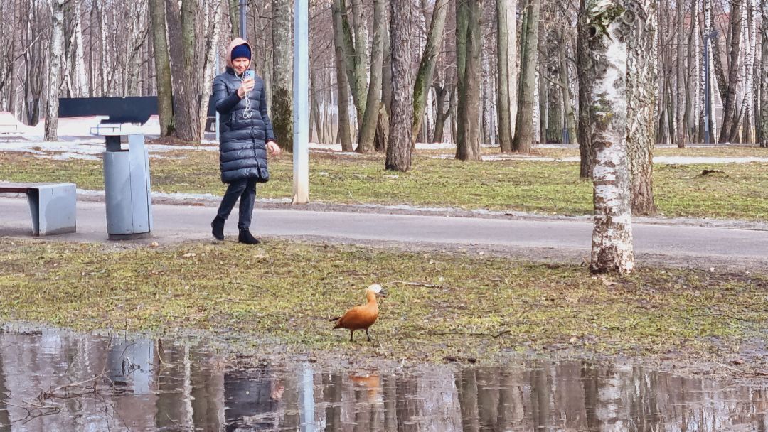 Подмосковье, Ивантеевка, утки