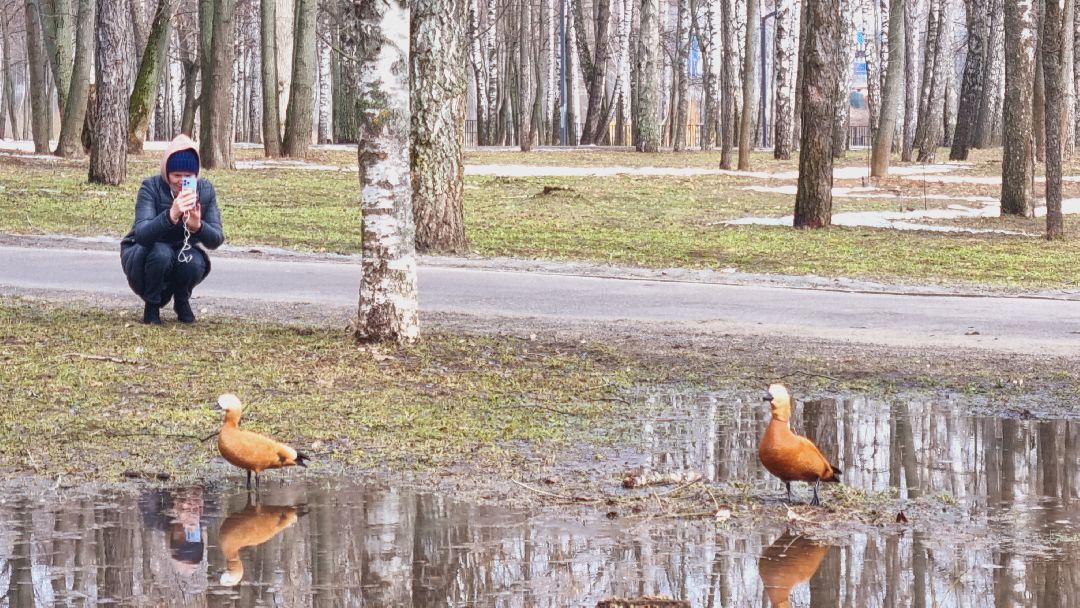 Подмосковье, Ивантеевка, утки