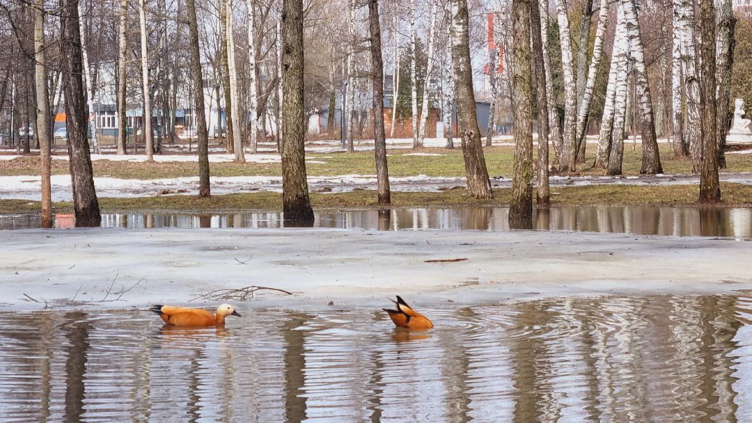 Подмосковье, Ивантеевка, утки