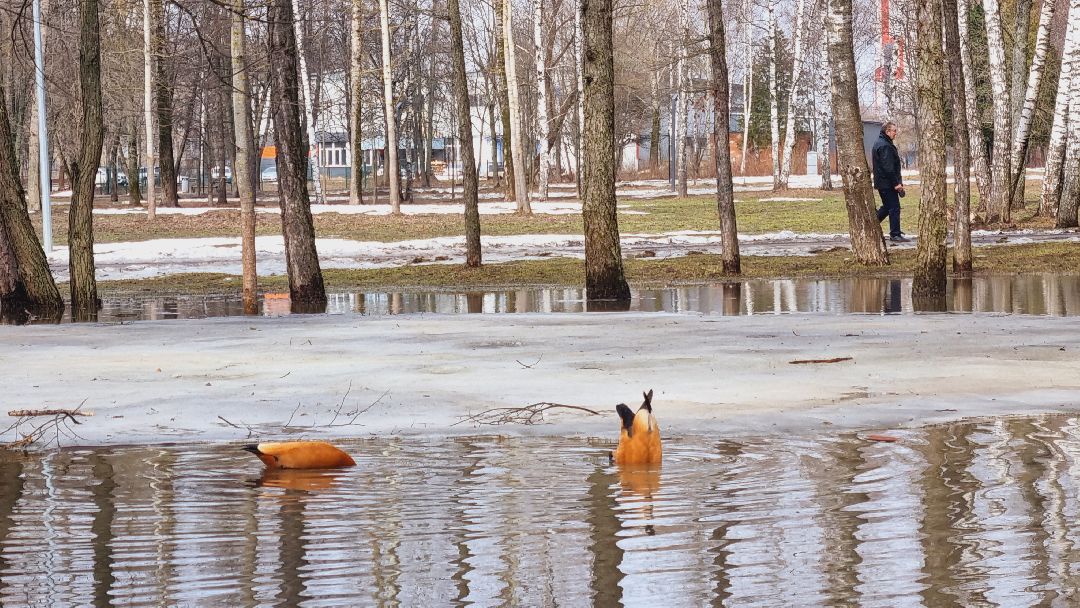 Подмосковье, Ивантеевка, утки