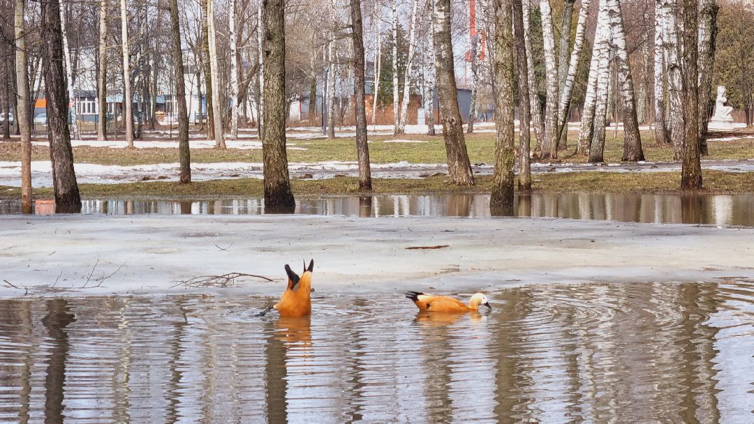 Подмосковье, Ивантеевка, утки