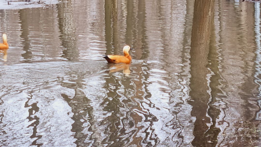 Подмосковье, Ивантеевка, утки