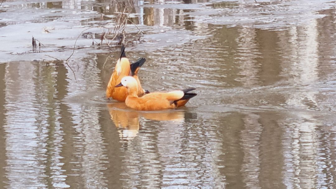 Подмосковье, Ивантеевка, утки