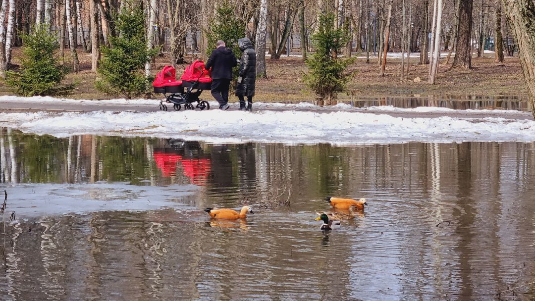 Подмосковье, Ивантеевка, утки