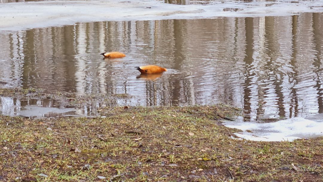 Подмосковье, Ивантеевка, утки
