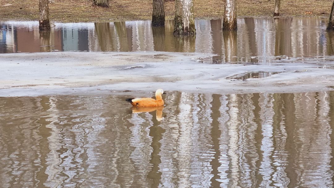 Подмосковье, Ивантеевка, утки