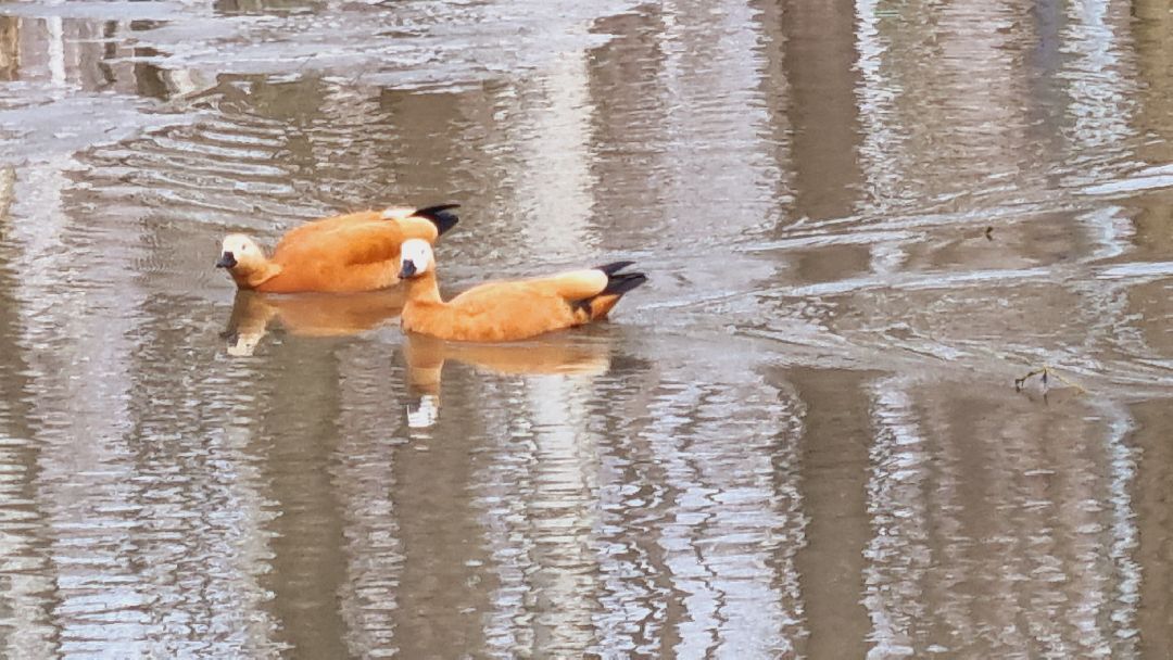 Подмосковье, Ивантеевка, утки