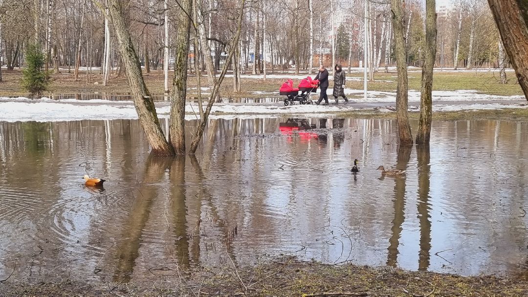 Подмосковье, Ивантеевка, утки
