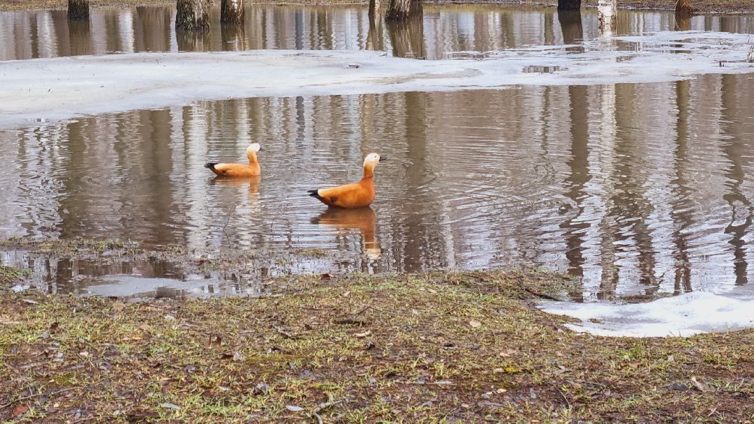 Подмосковье, Ивантеевка, утки