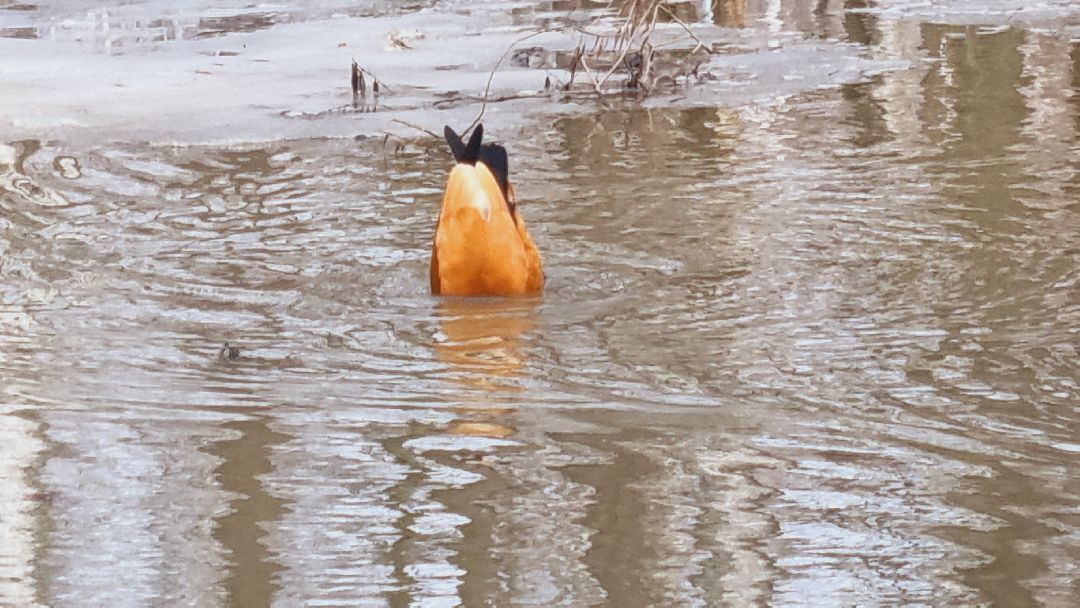 Подмосковье, Ивантеевка, утки