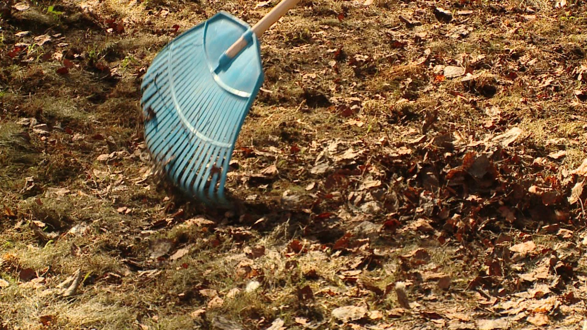 Реутов, благоустройство, уборка листвы, покраска деревьев, чистое подмосковье,