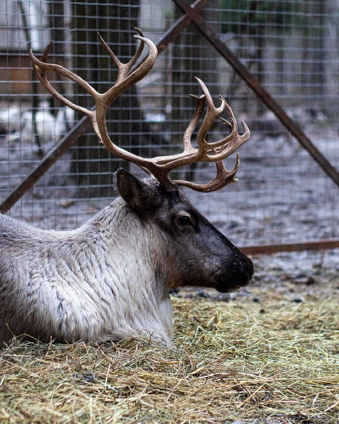Енот, Оленья ферма, Олени, Животные, туризм