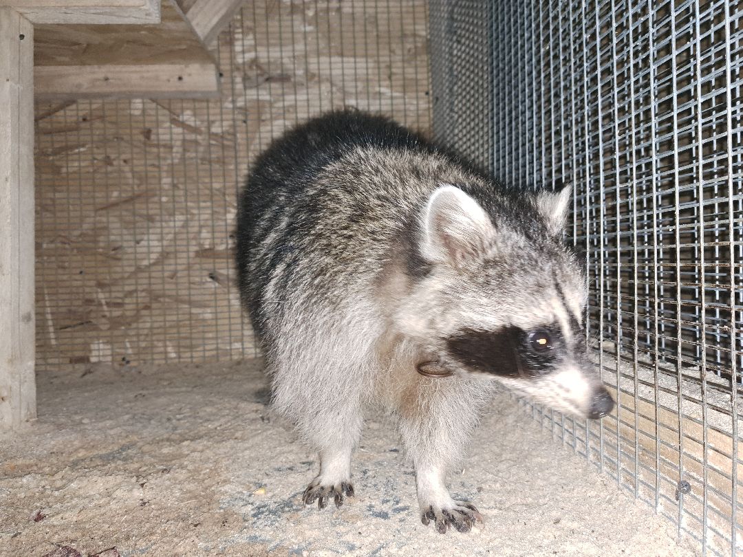 Енот, Оленья ферма, Олени, Животные, туризм