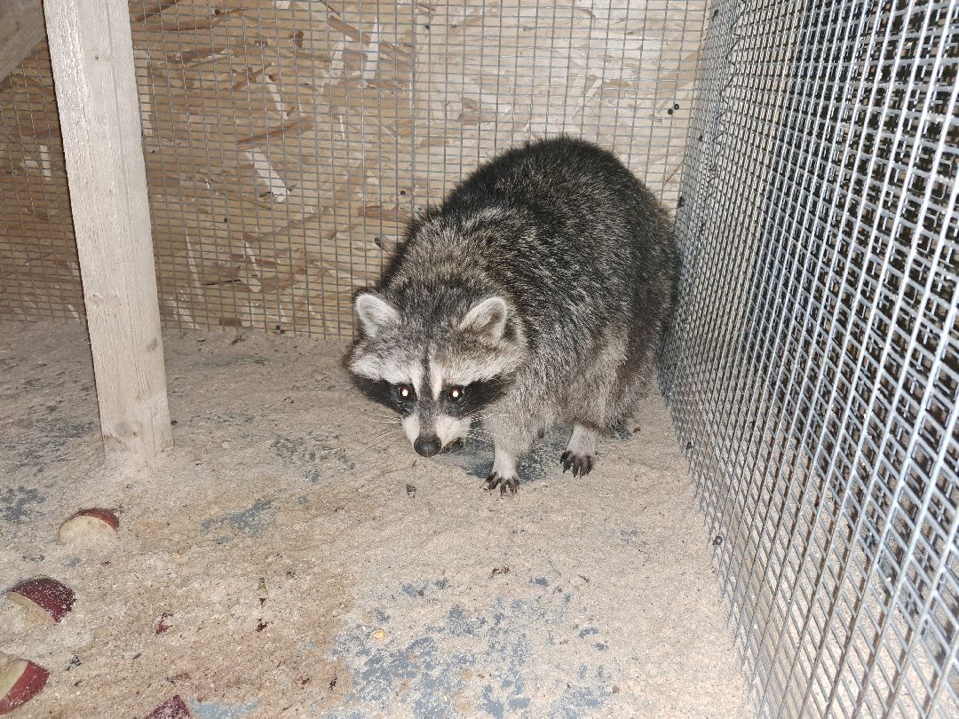 Енот, Оленья ферма, Олени, Животные, туризм