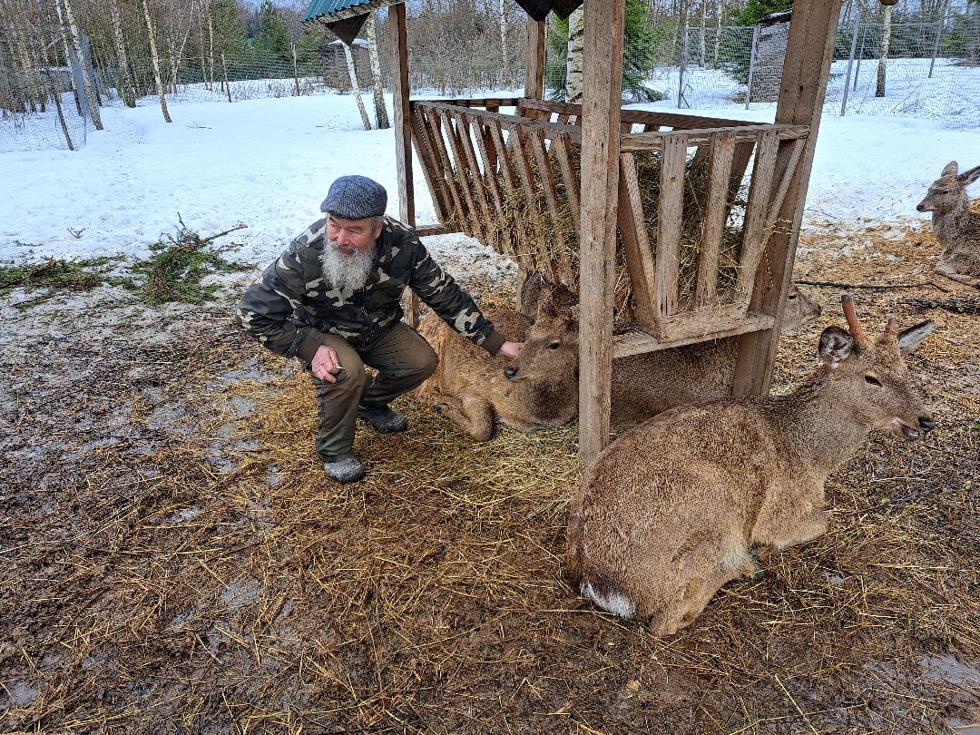 Енот, Оленья ферма, Олени, Животные, туризм