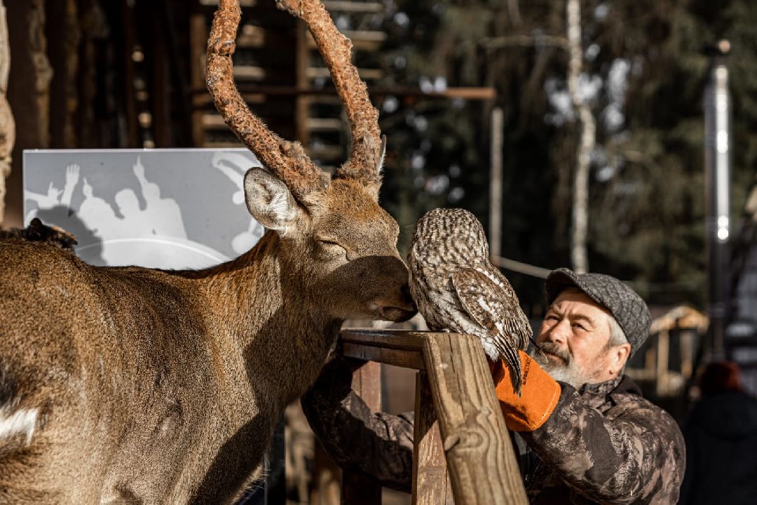 Енот, Оленья ферма, Олени, Животные, туризм
