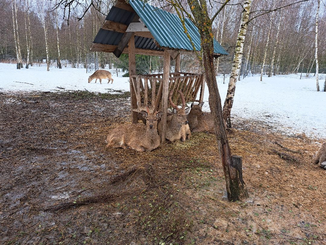 Енот, Оленья ферма, Олени, Животные, туризм