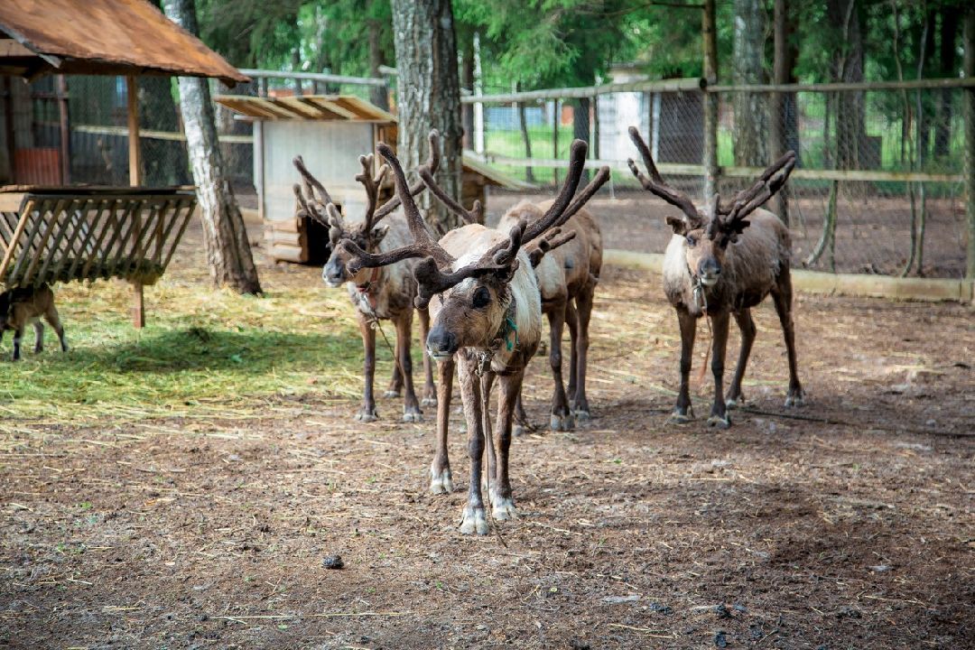 Енот, Оленья ферма, Олени, Животные, туризм