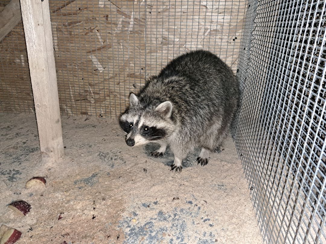 Енот, Оленья ферма, Олени, Животные, туризм