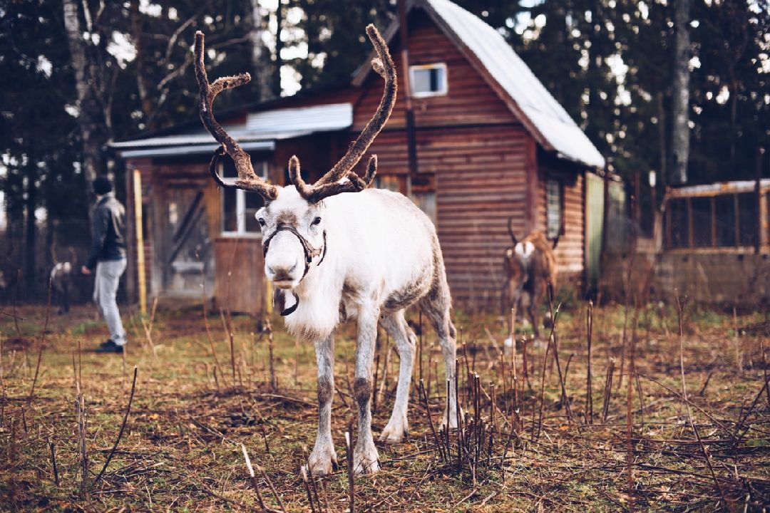 Енот, Оленья ферма, Олени, Животные, туризм