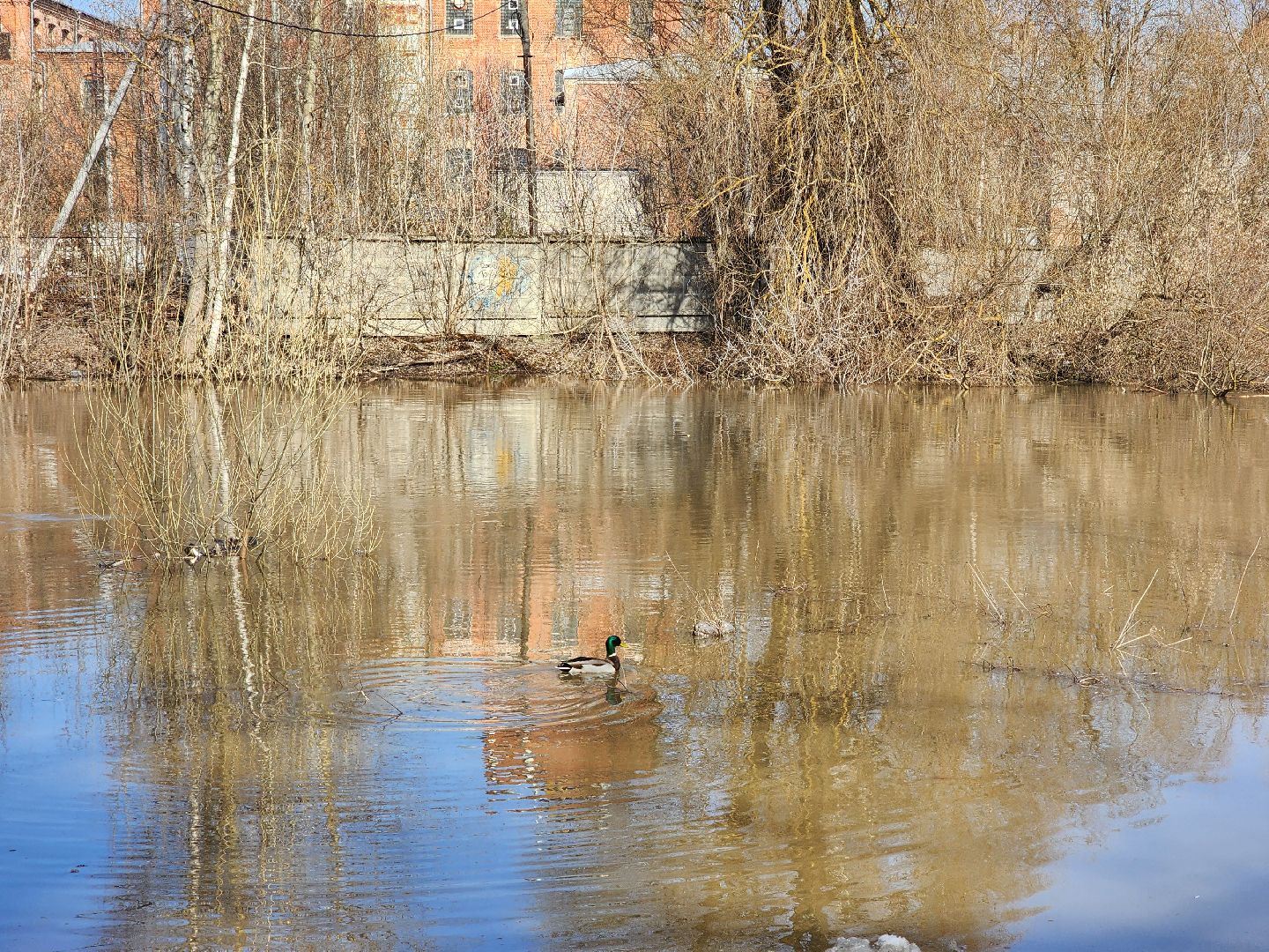 красноармейск, г.о. пушкинский, паводок, плотина,