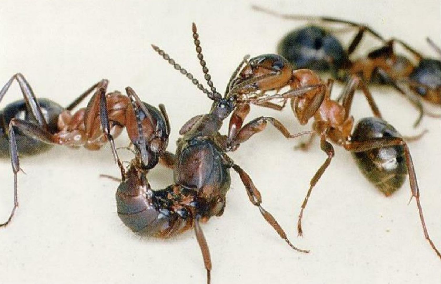 Бронницы, Урок трезвости, Профилактические беседы, Вред алкоголя,