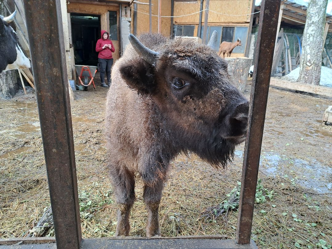 Зубр Оленья ферма Олени животные туризм