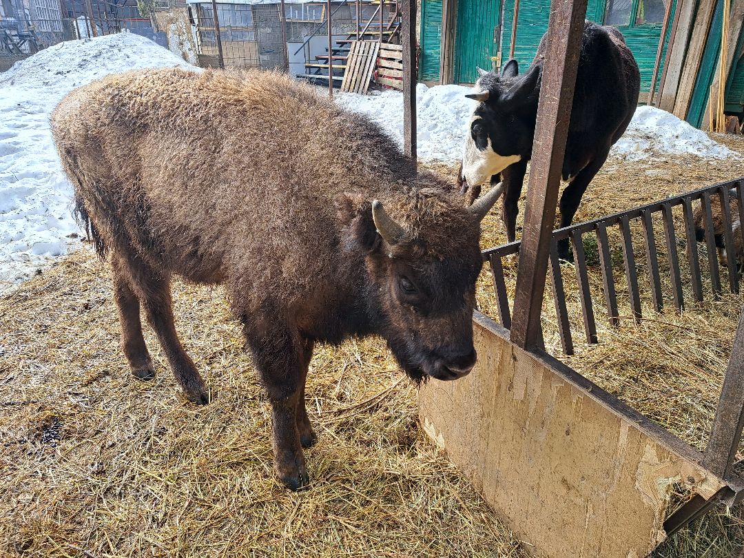 Зубр Оленья ферма Олени животные туризм