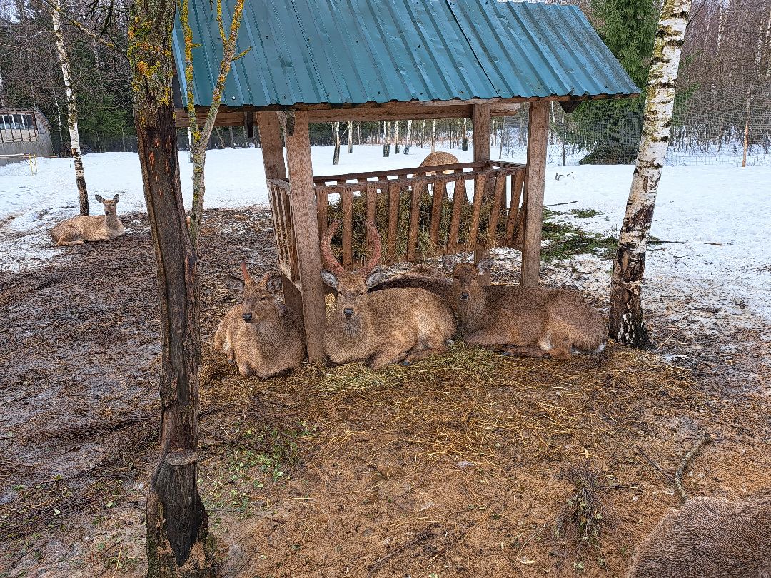 Зубр Оленья ферма Олени животные туризм
