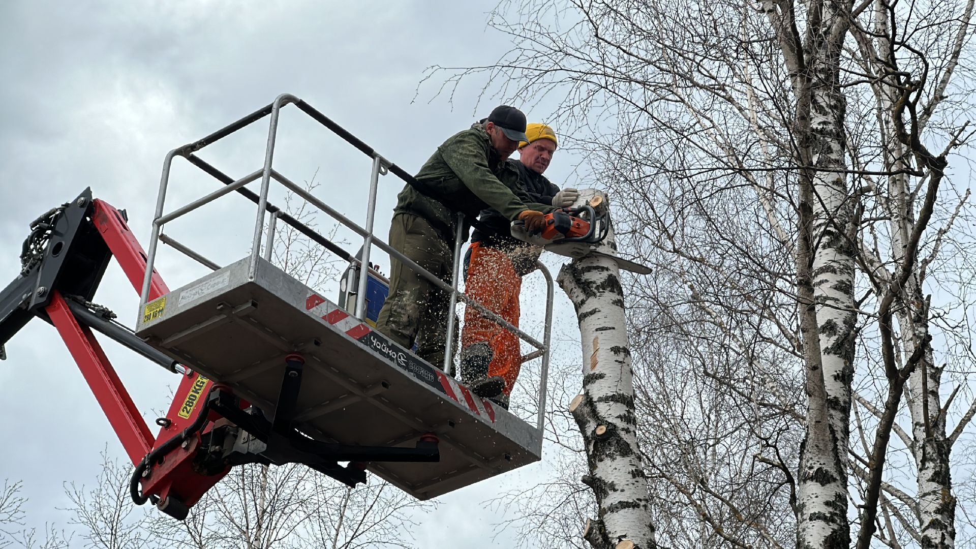 Клин, общество, благоустройство, опиловка деревьев, ЖКХ,