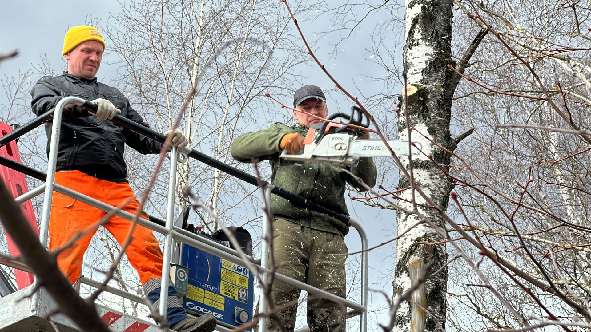 Клин, общество, благоустройство, опиловка деревьев, ЖКХ,