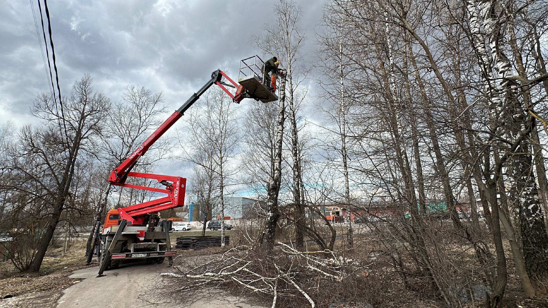 Клин, общество, благоустройство, опиловка деревьев, ЖКХ,