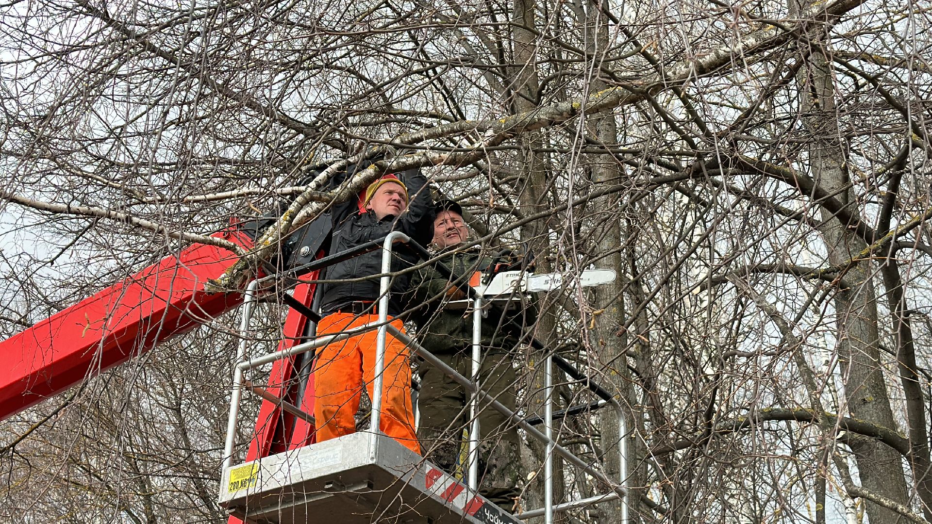 Клин, общество, благоустройство, опиловка деревьев, ЖКХ,