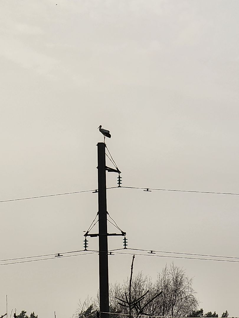 аисты, экология, подмосковье, московская область, руза, рузский городской округ, орнитология,