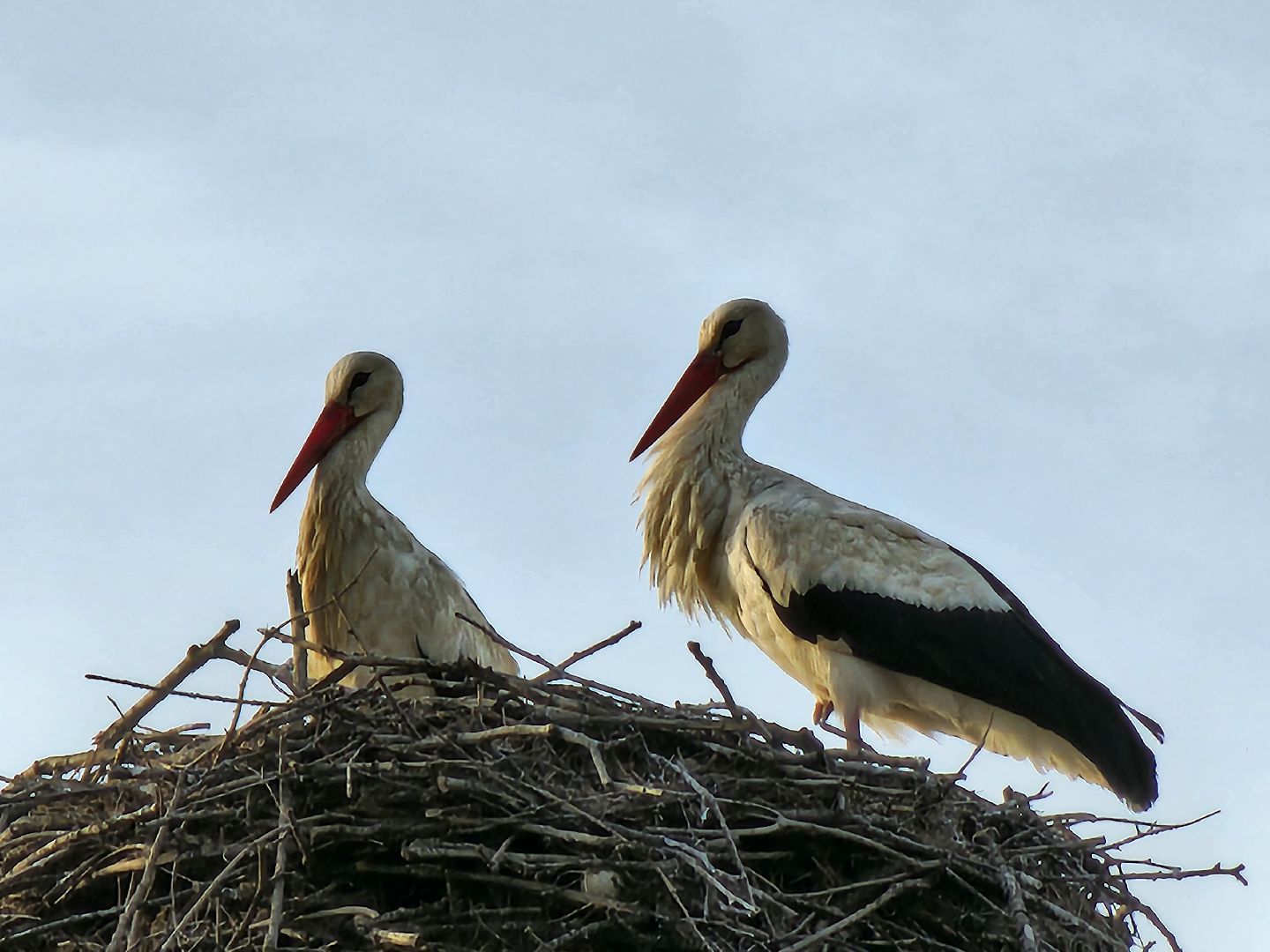 аисты, экология, подмосковье, московская область, руза, рузский городской округ, орнитология,