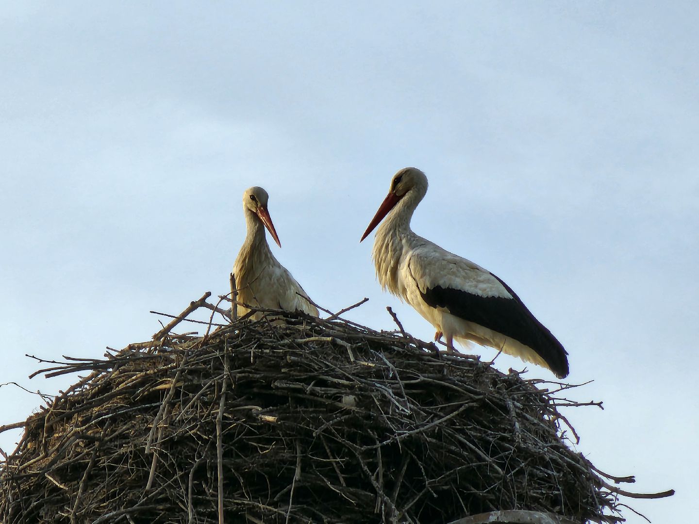 аисты, экология, подмосковье, московская область, руза, рузский городской округ, орнитология,