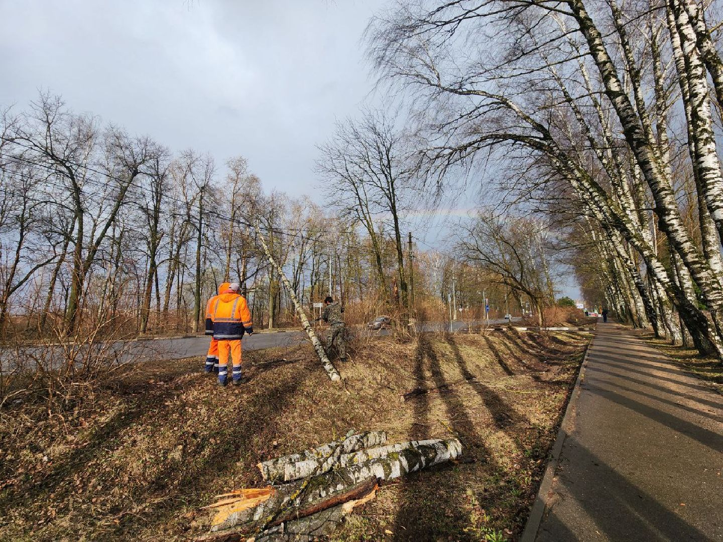 можайск, можайский городской округ, подмосковье, чп, порывы ветра, последствия непогоды, упавшие деревья, коммунальщики,