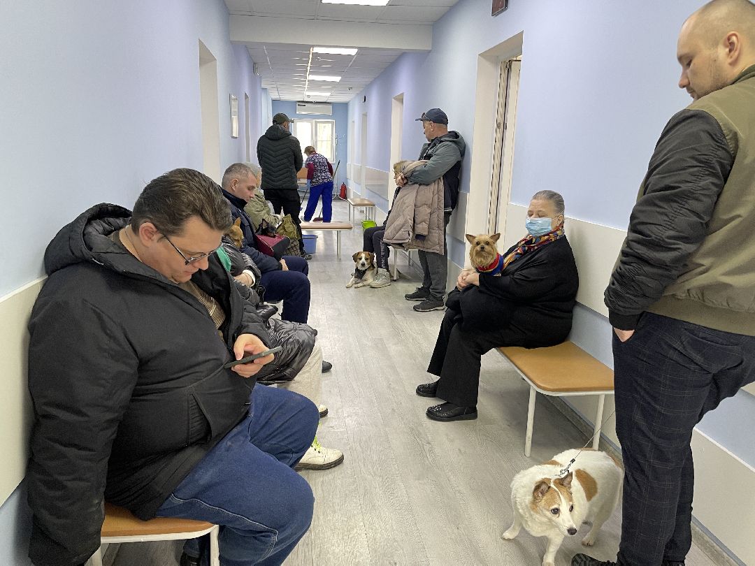 Одинцово, Одинцовский округ, бешенство, животные, кошки, собаки, ветеринария,