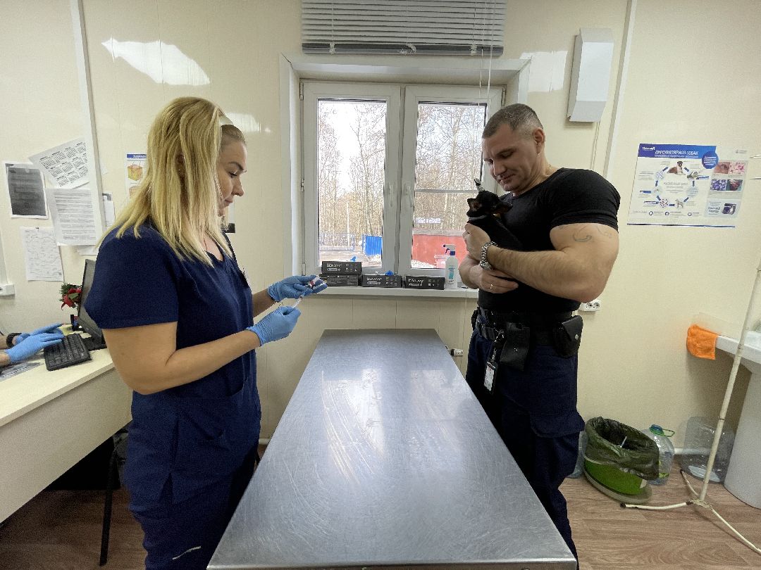 Одинцово, Одинцовский округ, бешенство, животные, кошки, собаки, ветеринария,