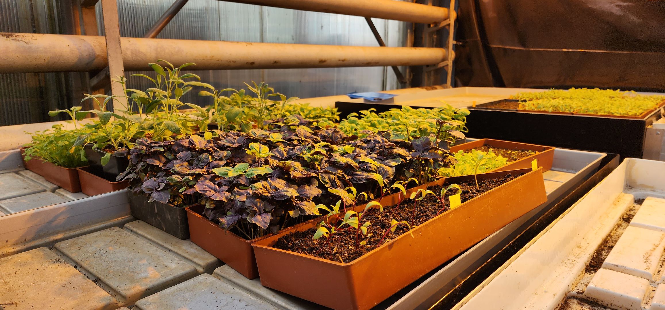 раменское, сельское хозяйство, агрофирма поиск, форум с зампредом правительства московской области,