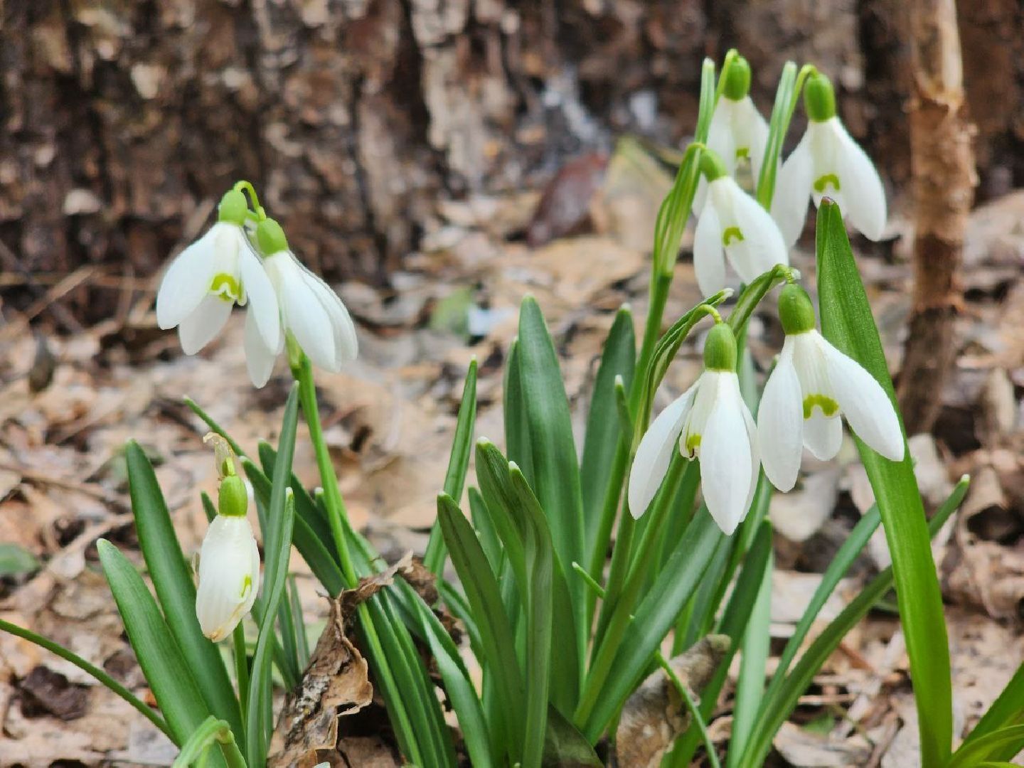 пущино, экология, первоцветы,