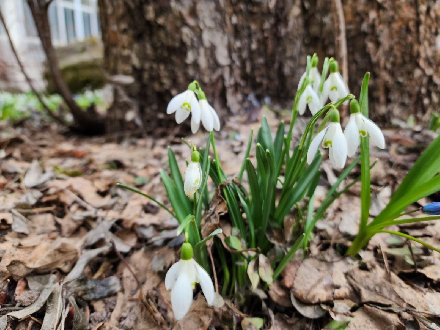 пущино, экология, первоцветы,