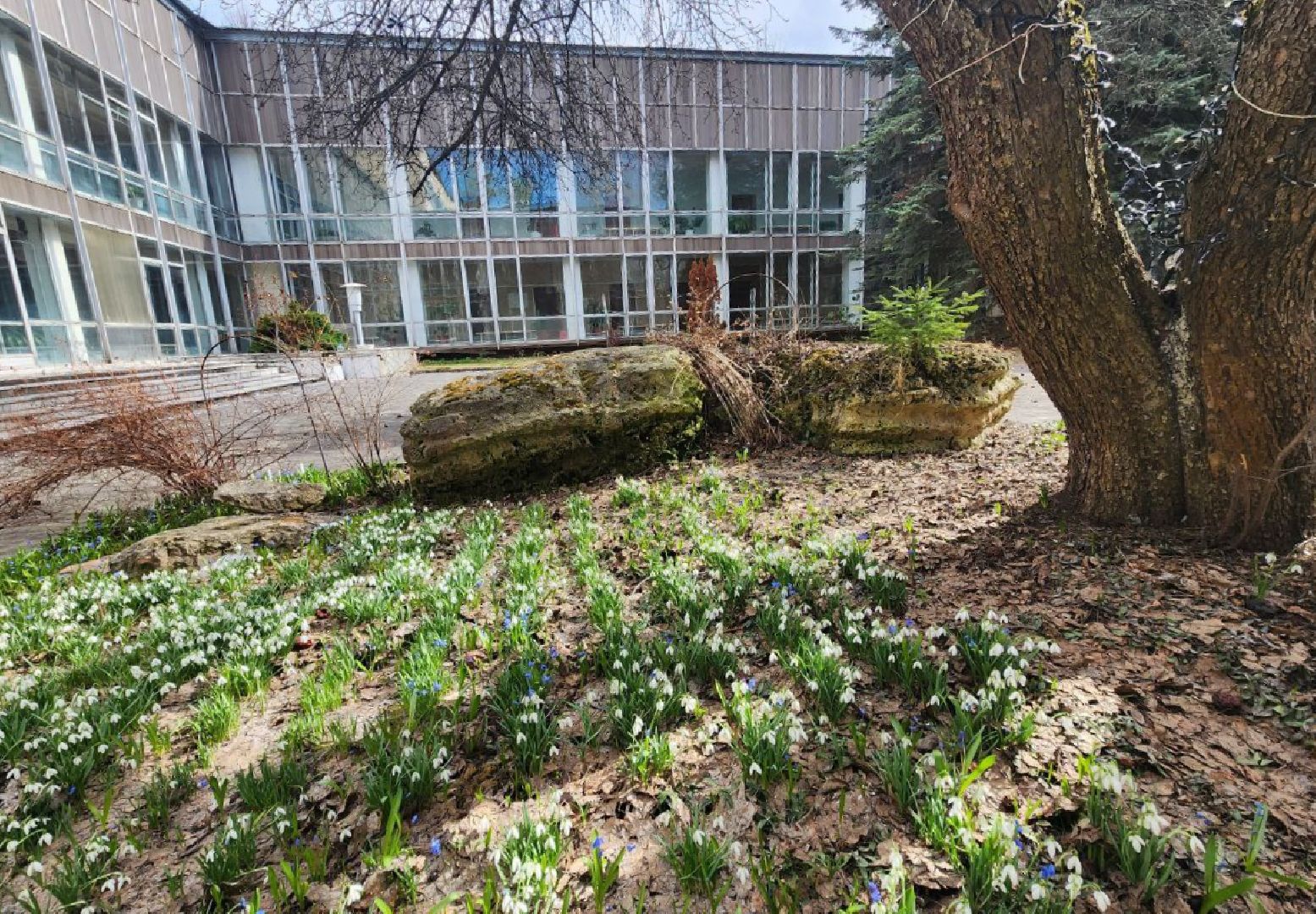 пущино, экология, первоцветы,