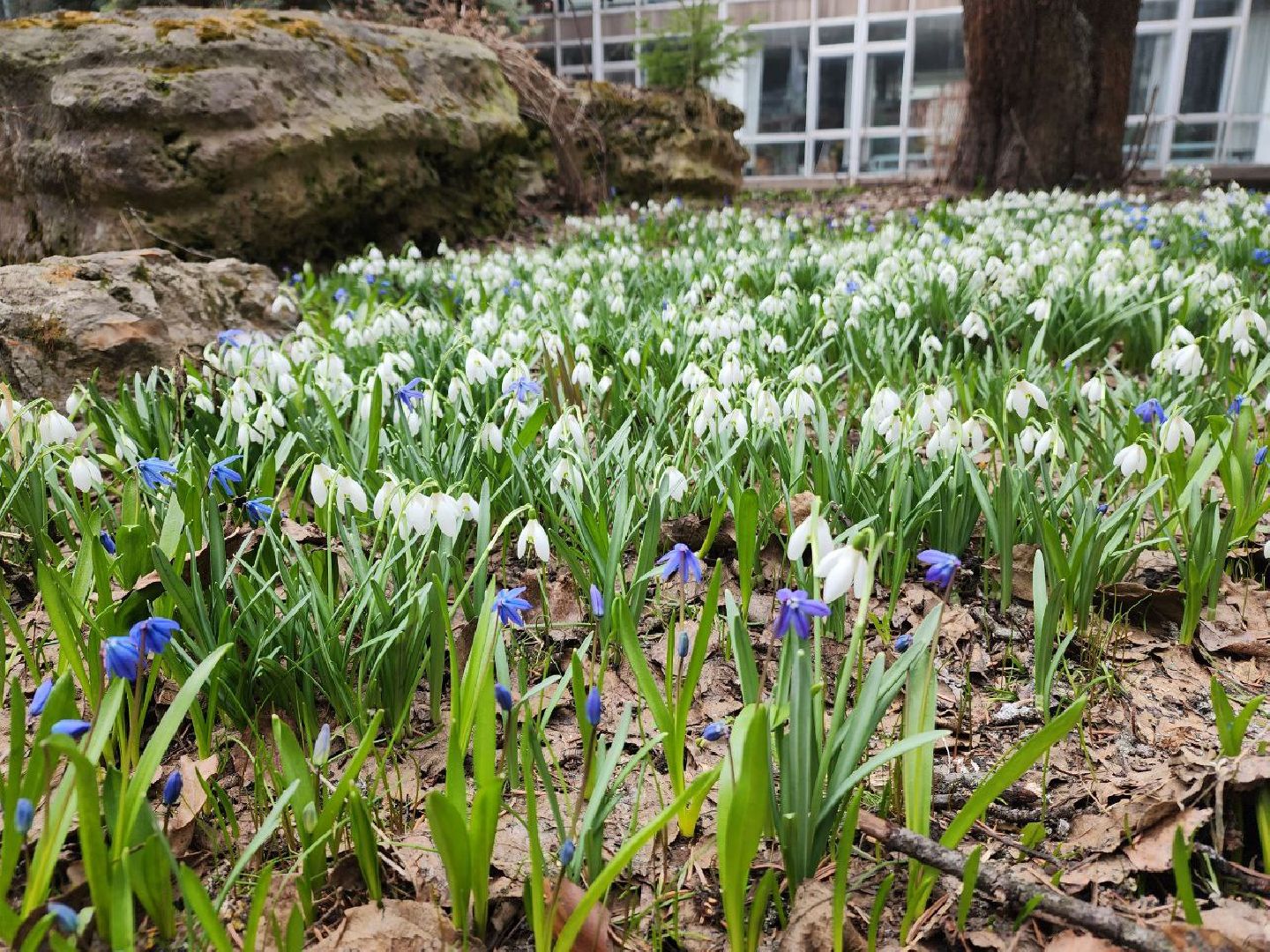 пущино, экология, первоцветы,