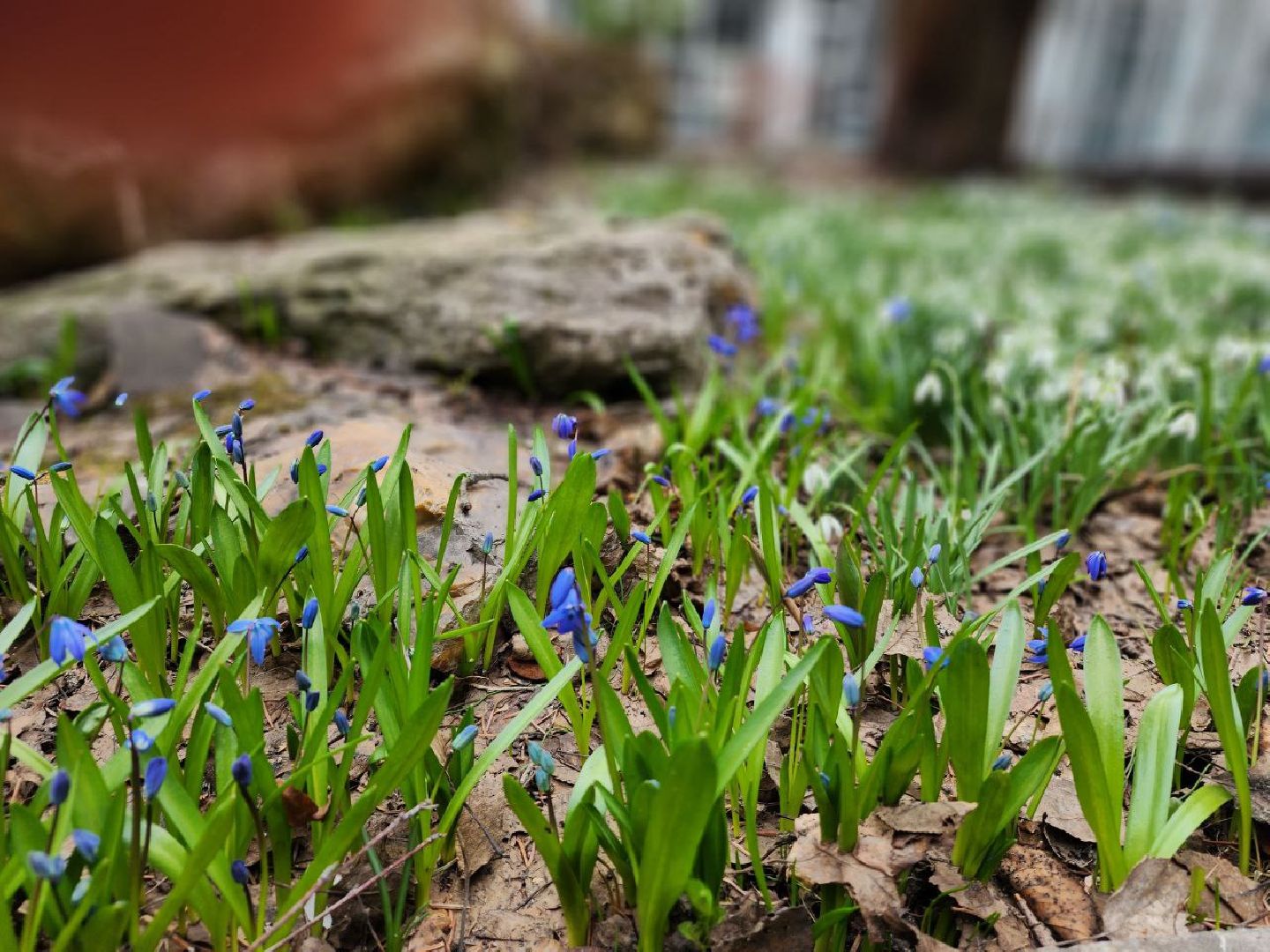 пущино, экология, первоцветы,