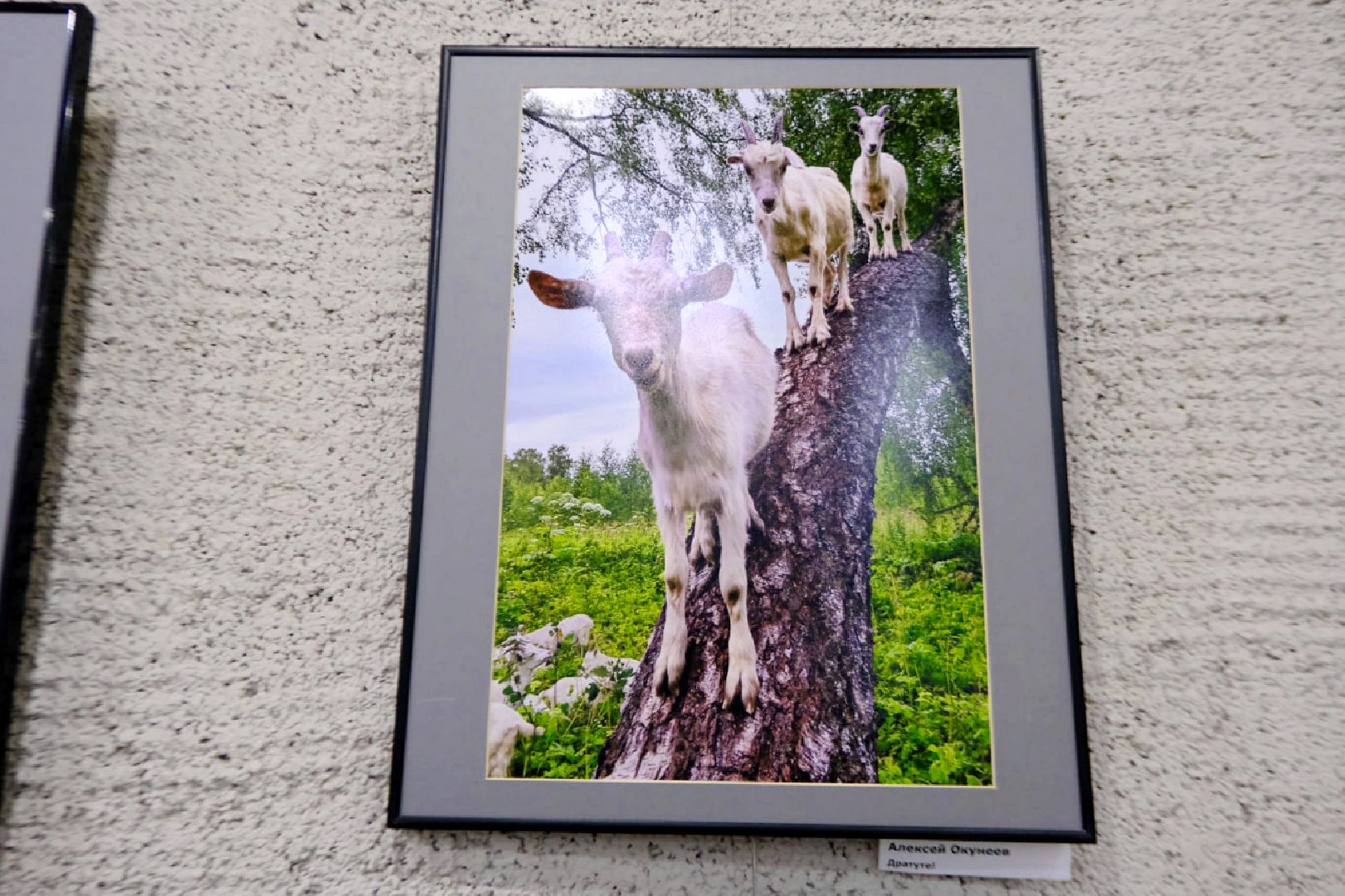 пущино, культура, фото, фотовыставка,