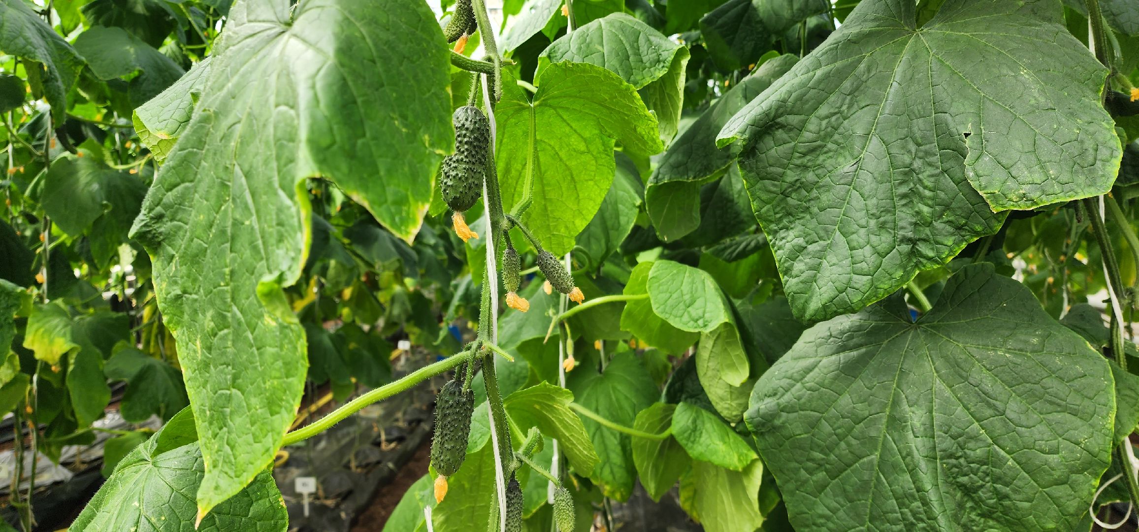 раменское, сельское хозяйство, агрофирма поиск, подготовка кадров в сельскохозяйственной отрасли,