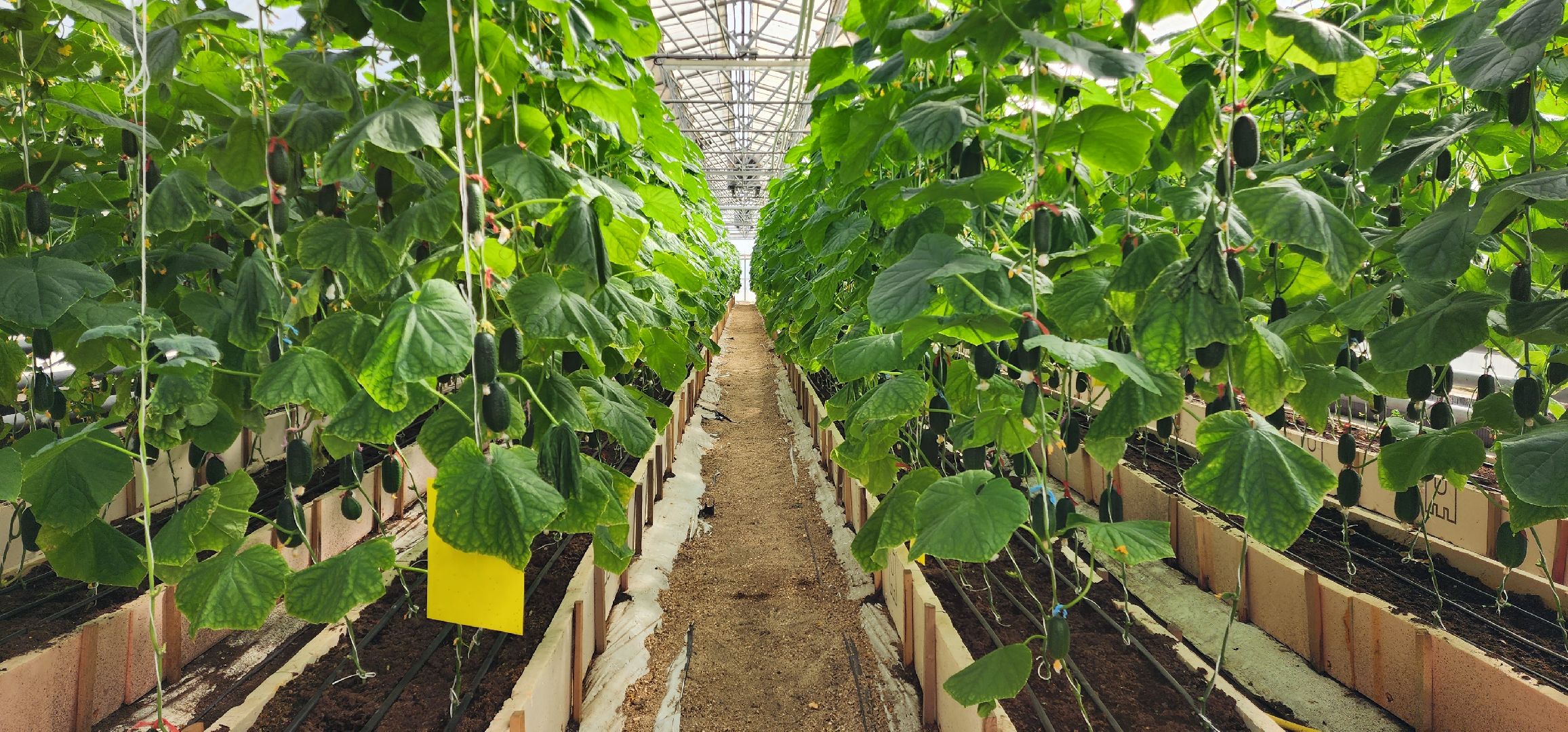 раменское, сельское хозяйство, агрофирма поиск, подготовка кадров в сельскохозяйственной отрасли,