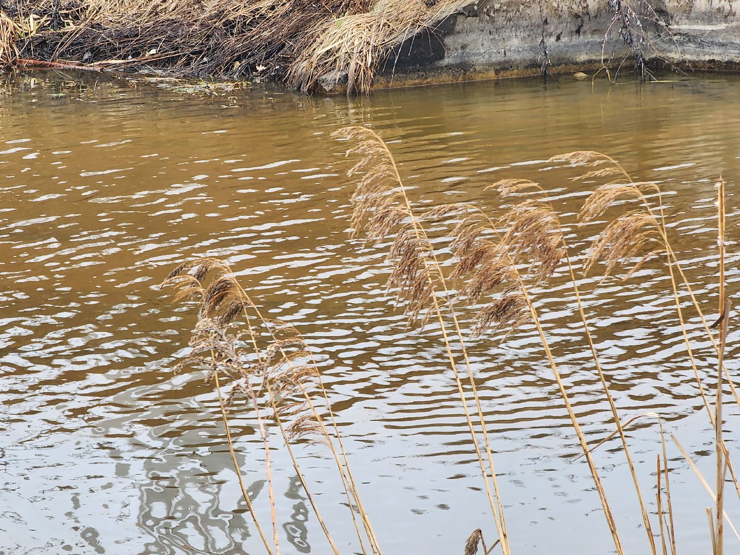 Паводок, Водосброс, противопаводковые мероприятия, Безопасность, Дубна,
